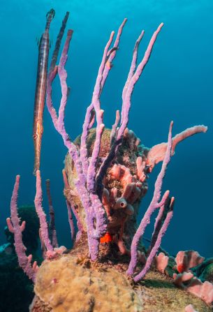 <strong>Cultural heritage:</strong> "Coral Carnival,"  a sculpture series based on Spicemas, Grenada's hugely popular carnival, is among the new additions.