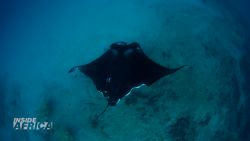 manta rays inside africa