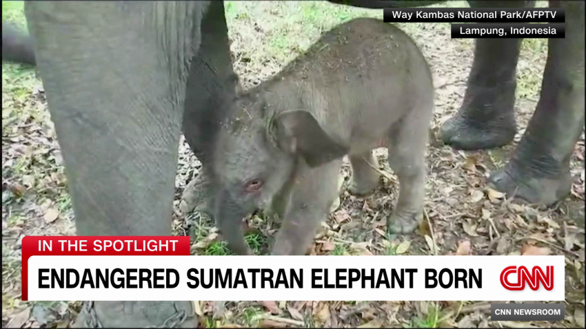 exp baby sumatran elephant reader 111404aseg2 cnni world_00001401.png