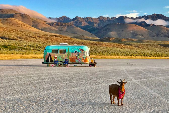 <strong>Traveling goat:</strong> Pygmy/Nigerian dwarf cross Frankie spends several months of each year traveling around the US in an Airstream with her devoted owners.