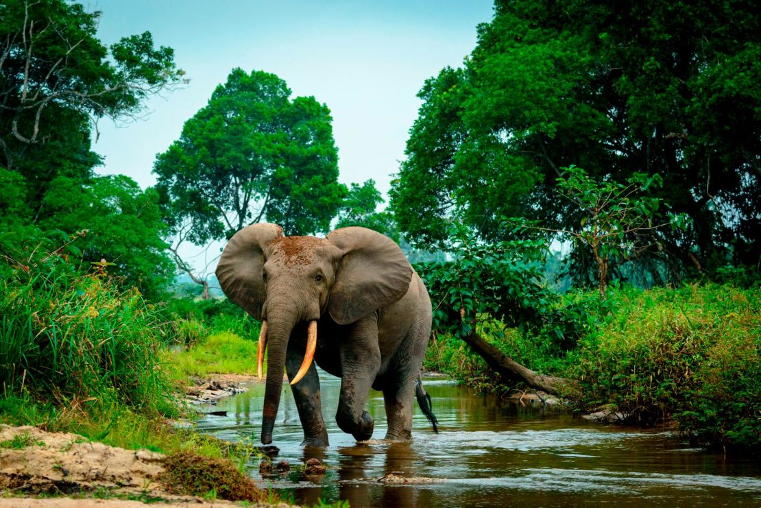 African forest elephant (Loxodonta cyclotis) in Lekoli River, Odzala-Kokoua National Park, Cuvette-Ouest Region, Republic of the Congo. (Photo by: Education Images/Universal Images Group via Getty Images)