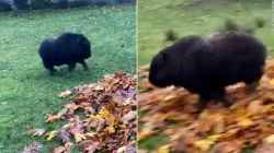 baby musk ox split moos thumb vpx