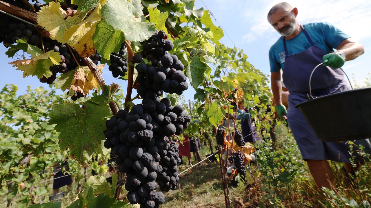 Harvesters collect a resistant Pinot Noir grape variety during the harvest in Traenheim, eastern France, on September 12, 2023. (Photo by FREDERICK FLORIN / AFP) (Photo by FREDERICK FLORIN/AFP via Getty Images)