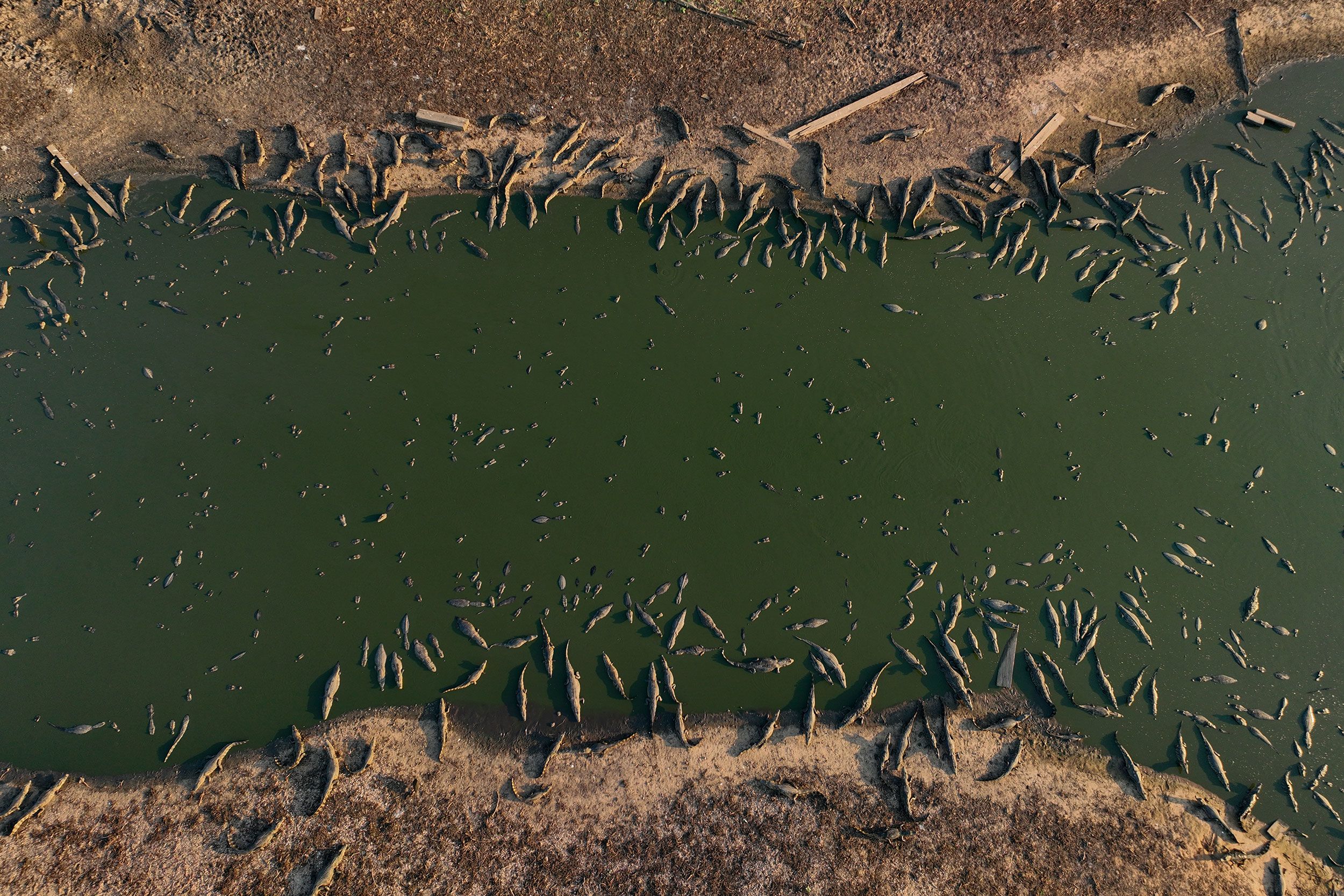 Caimans — reptiles in the same family as alligators — sit on the banks of the almost dried-up Bento Gomes River near Poconé, Brazil, on Wednesday, November 15.