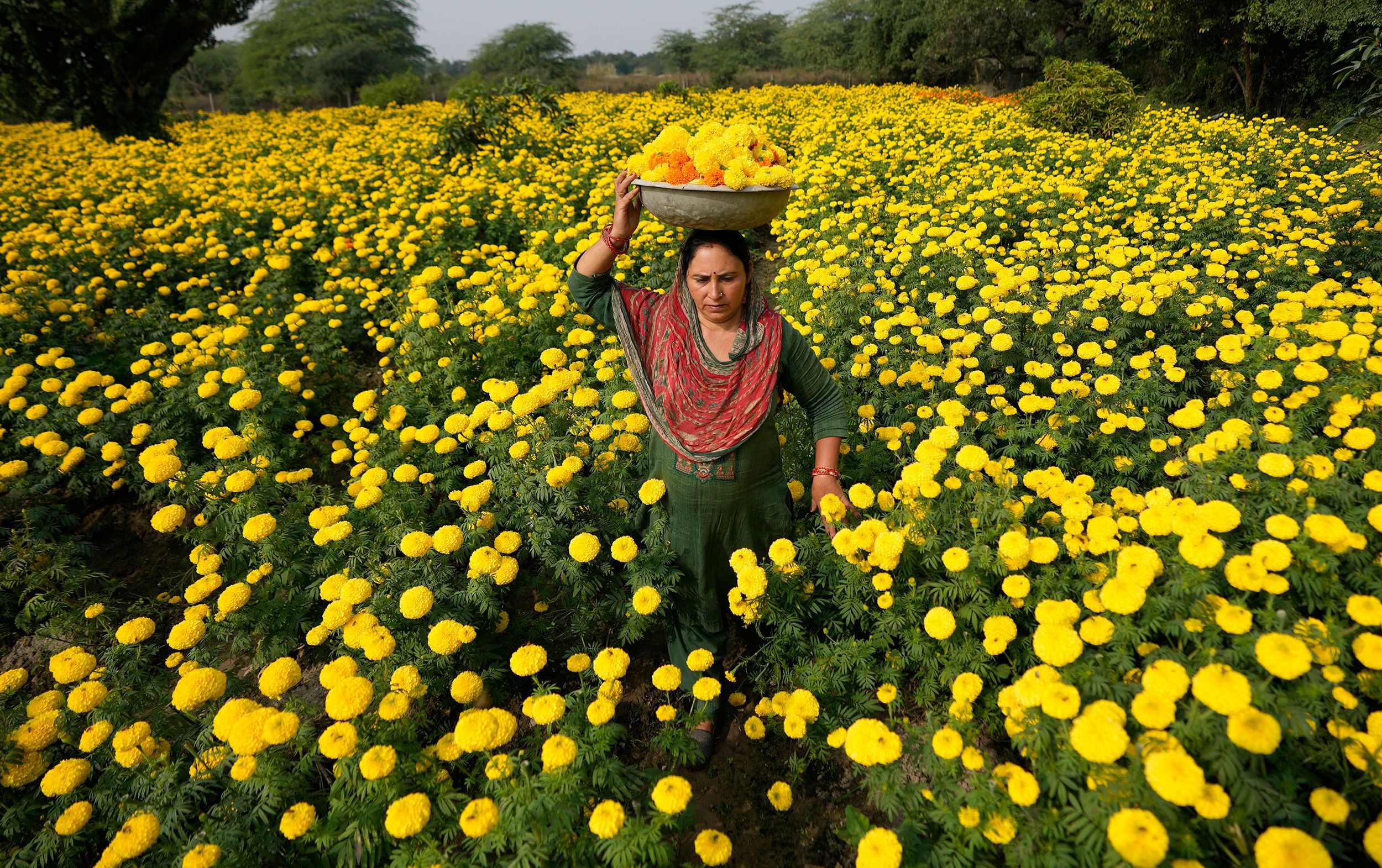 A woman collects marigold flowers on the outskirts of Jammu, India, ahead of the Diwali Festival on Thursday, November 9.