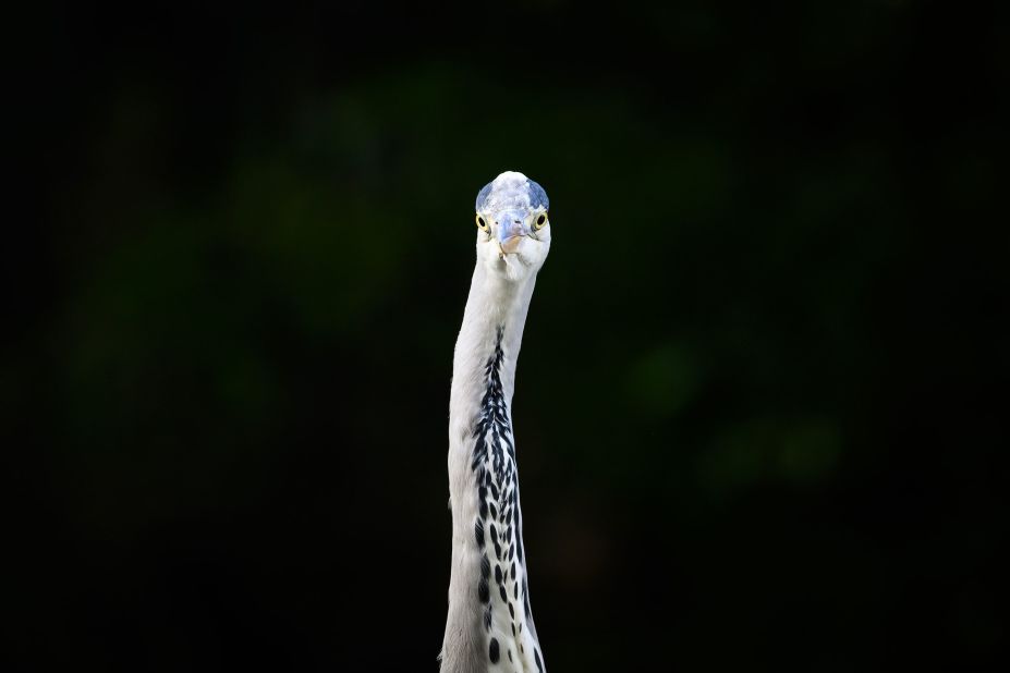 A grey heron is seen in London's St. James' Park on Thursday, November 9.