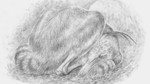 An illustration of a sleeping alvarezsaurid dinosaur, Jaculinykus, like modern birds.