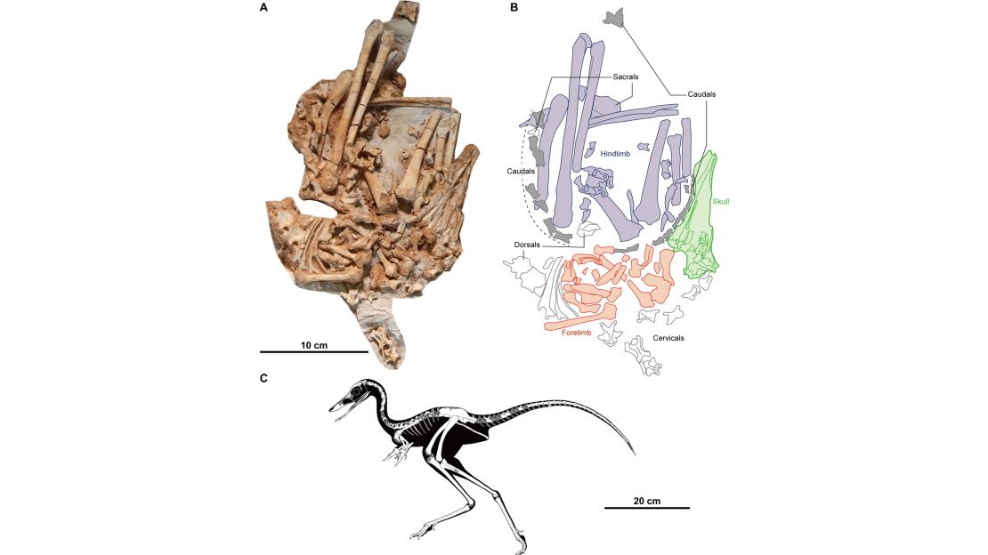 Fig 2. Holotype of Jaculinykus yaruui gen. et sp. nov. (MPC-D 100/209). (A) Photograph of the specimen. (B) Explanatory drawing of (A). Highlighted areas refer to the indication of the skeletal elements; skull in green, tail in grey, pectoral girdle and forelimbs in red, pelvis and hind limbs in purple. (C) Reconstruction of Jaculinykus yaruui gen. et sp. nov. Grey areas are missing parts