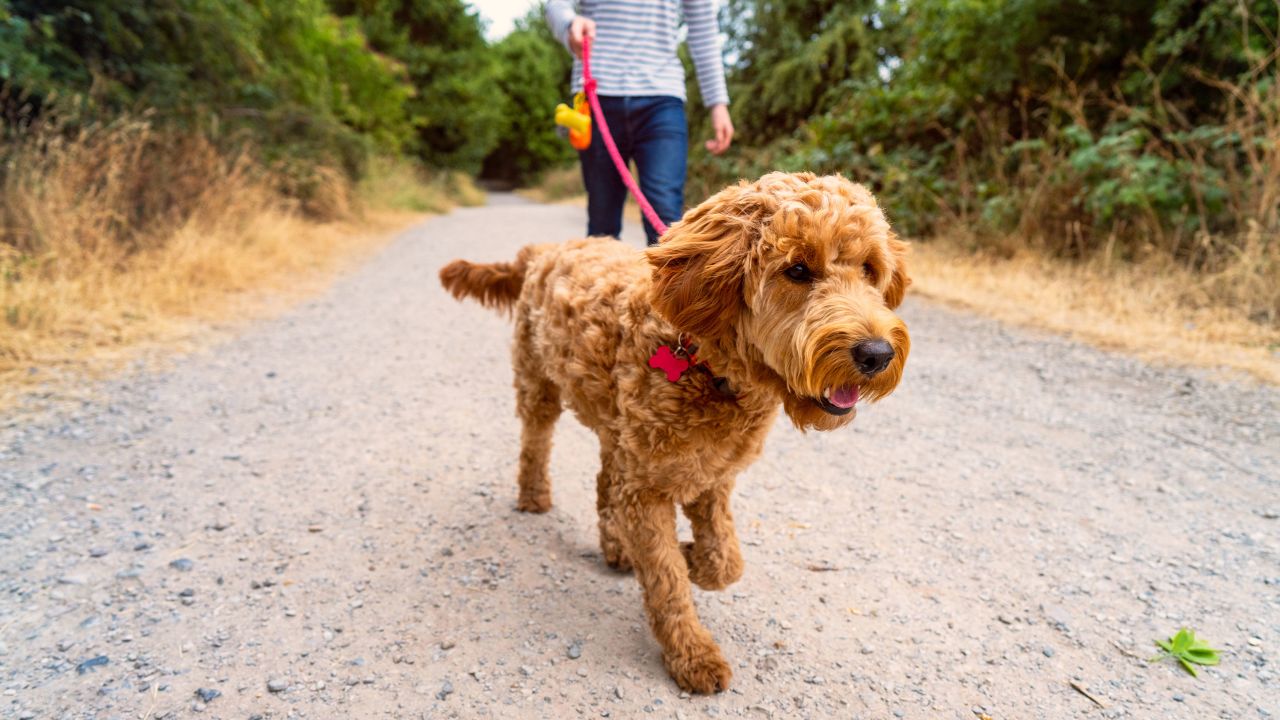 Dogs need to get used to new levels of exercise just as humans do, so slowly increase your walking time and mileage when you start exercising together.