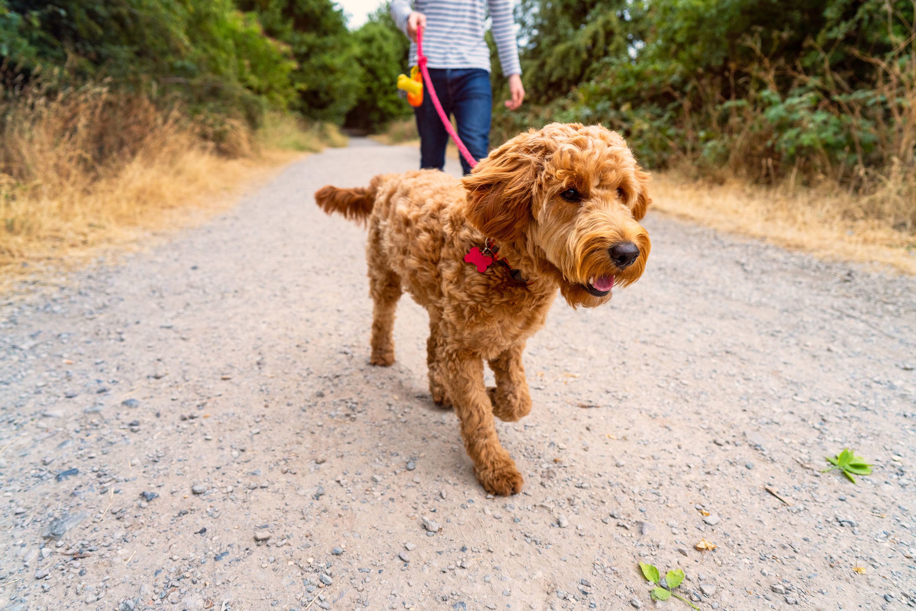 Fit Facts on Exercise and Dogs