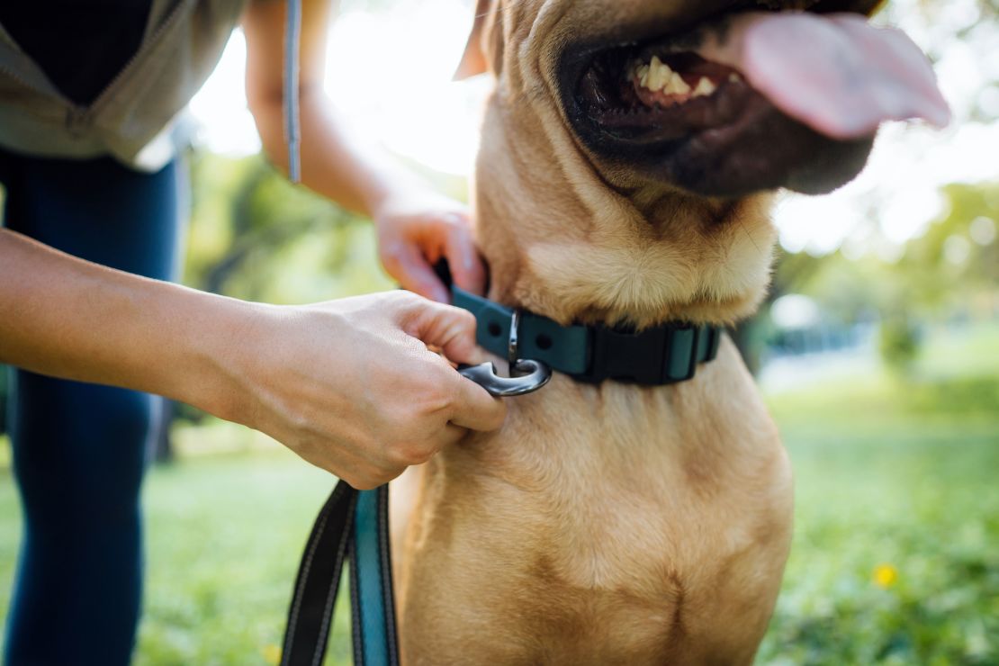 Regular walks are good for a dog’s mental and physical health, and the stimulation can also help quash problematic canine behaviors.