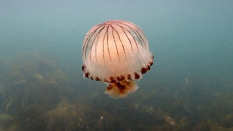 jellyfish boom