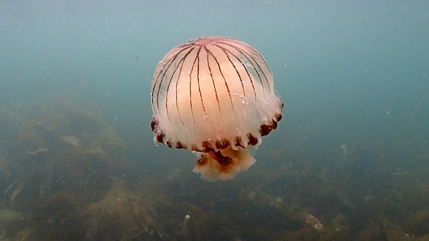 jellyfish boom
