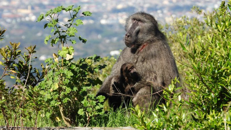 ‘Urban’ baboons in Cape Town: how we live with our primate cousins