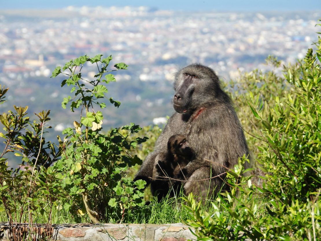 Chacma baboons overlook Cape Town, South Africa, from a hillside.