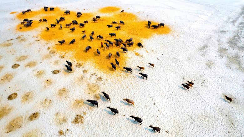 Buffaloes scour parched grasslands for food during a drought in Gaibandha, Bangladesh.
