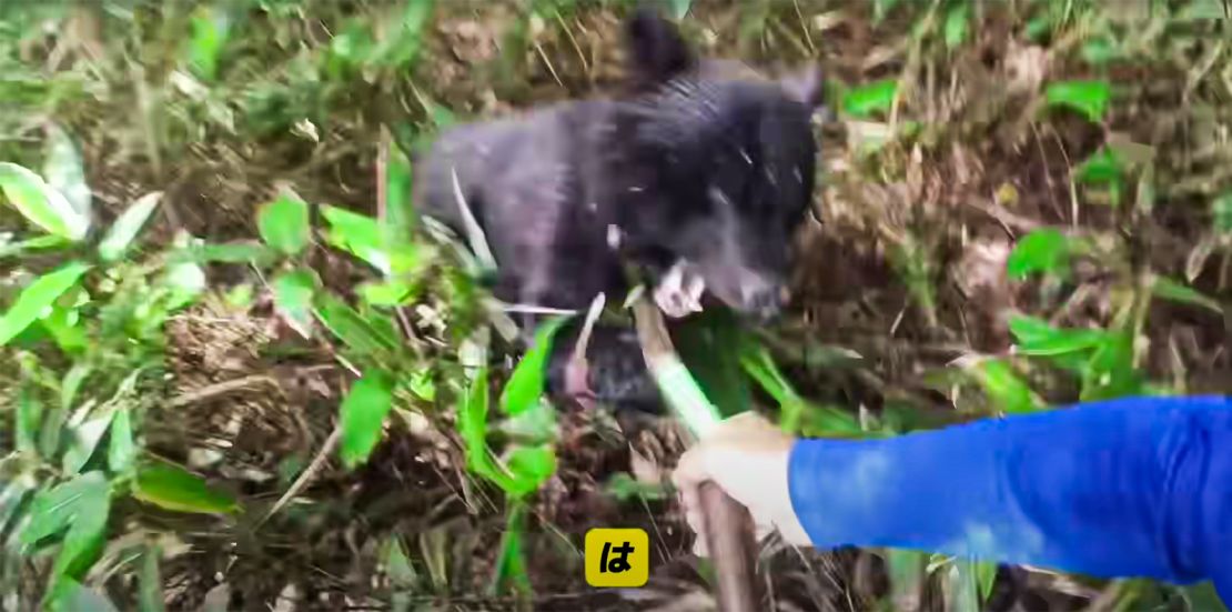 Seishi Sato atacado por un oso mientras recogía setas, en Iwaizumi, prefectura de Iwate.