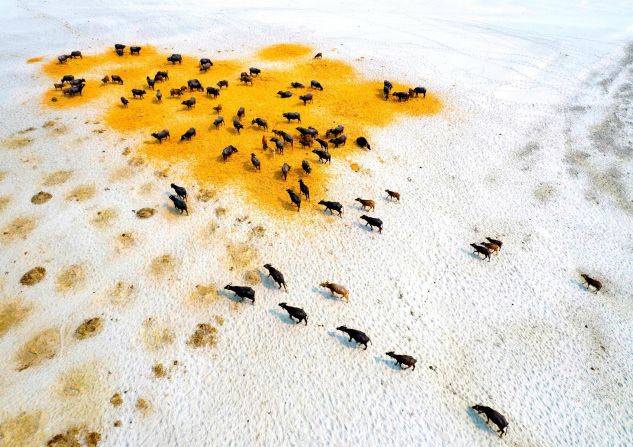 The Environmental Photography of the Year competition showcases photography to inspire change and climate action. In 2023, three of the six category winners were from Bangladesh, a country severely threatened by climate change. Here, in a photo by Shafiul Islam, buffaloes scour parched grasslands for food during a drought in the north of the country. 