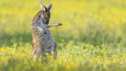 <strong>Air guitar roo: </strong>Jason Moore was crowned overall winner of the Comedy Wildlife Photography Awards for this shot taken in a wildflower field in Perth, Australia. <br />