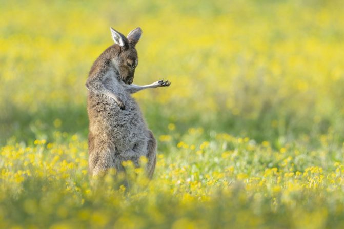 <strong>Air guitar roo: </strong>Jason Moore was crowned overall winner of the Comedy Wildlife Photography Awards for this shot taken in a wildflower field in Perth, Australia. <br />