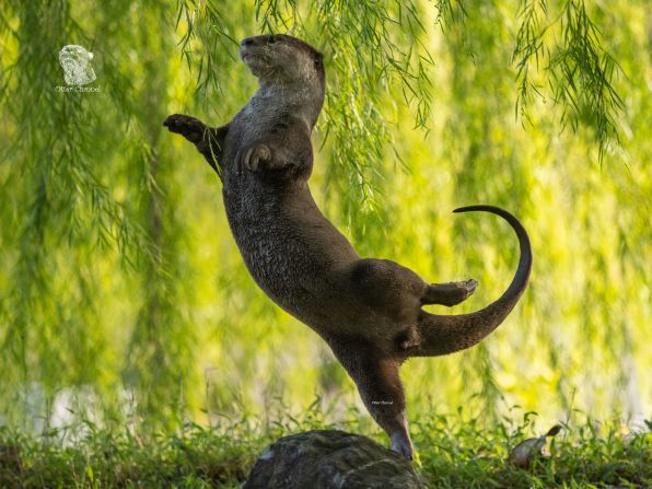 <strong>An otter ballerina: </strong>Singaporean Otter Kwek won the Underwater category with this photo of a smooth-coated otter caught in a balletic swoon. <br /><br />