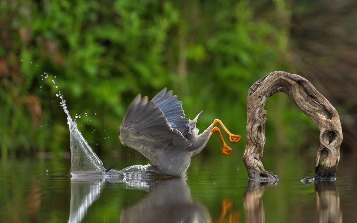 <strong>Unexpected plunge:</strong> A striated heron face-plants in the water in this picture taken by Italian Vittorio Ricci in South Africa's Zimanga Private Game Reserve. 