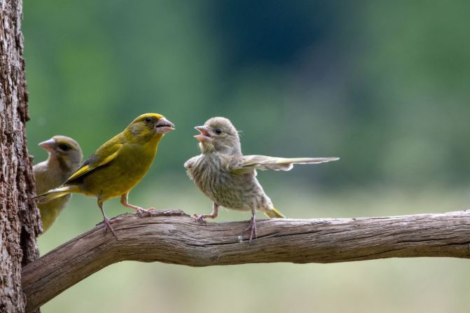 <strong>Dispute: </strong>Winner of both the Junior Award and People's Choice categories, Polish photographer Jacek Stankiewicz spotted this young greenfinch putting the world to rights in this heated discussion with its elders. <br />