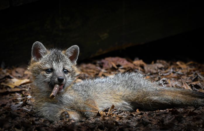 <strong>Smokin' gray fox: </strong>A Highly Commended winner, Dakota Vaccaro took this shot of a gray fox in Virginia, USA, chewing a piece of wood like a cigar. 