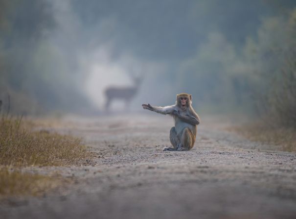 <strong>Helpful macaque: </strong>Pratick Mondal was in Bharatpur in Rajasthan, India, when he saw this macaque appear to gesture towards the deer in shot behind it. Highly Commended. 