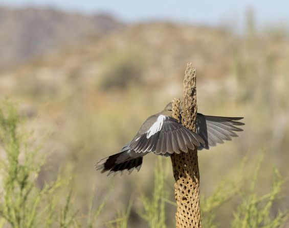 <strong>'That wasn't here yesterday!': </strong>Ouch. Wendy Kaveney captured the moment a white-winged dove hit a cholla cactus head-on in Buckeye, Arizona. Highly Commended. <br />