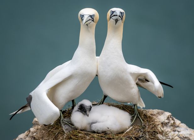 <strong>One for the family album:</strong> Zoe Ashdown from Weston-super-Mare in England found this family of northern gannets were more than willing to have their picture taken. Highly Commended. <br />