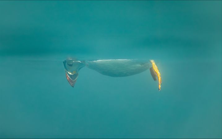 <strong>Don't look down:</strong> Photographer Brian Matthews says this Atlantic puffin was watching jellyfish off the coast off the Farne Islands in Northumberland, England, when he he caught it doing this "inverted Snoopy impression." Highly Commended. 