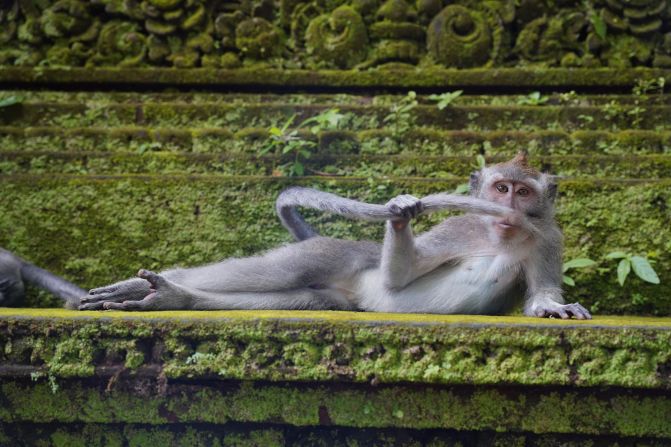 <strong>The rainforest dandy: </strong>This louche monkey, playfully making a mustache of his tail, was photographed by Belgian photographer Delphine Casimir in Ubud Monkey Forest in Bali. Highly Commended. 