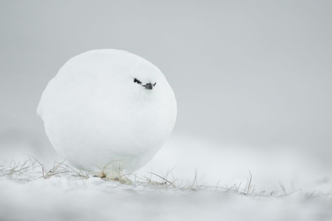 <strong>Snowball: </strong>This spherical white grouse was well prepared for the winter cold in this photo taken by Frenchman Jacques Poulard. Highly Commended. 