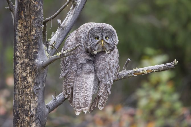 <strong>Depressed owl: </strong>John Blumenkamp took this image of a great gray owl caught in a slump in Wyoming's Grand Teton National Park. Highly Commended. 