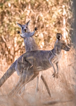 <strong>Boing!: </strong>This animated joey was caught throwing some shapes by Lara Mathews in Westerfolds Park on the outskirts of Melbourne, Australia. 