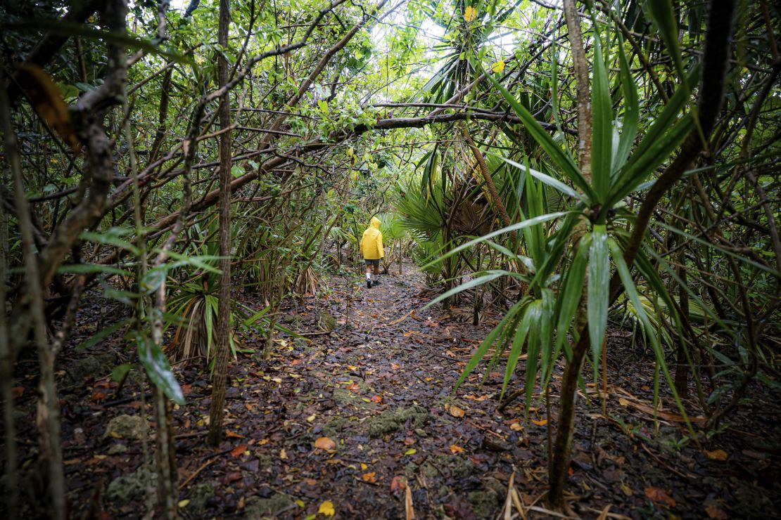 Mauritian Wildlife Foundation. Mauritian Rose Marie Pierre, who works with the Mauritian Wildlife Foundation, walks between tropical plants and wild animals on the protected island of Ile Aux Aigrette in the Indian Ocean, where conservation projects are returning after Covid-19 restrictions have eased in the neighboring island of Mauritius. Picture date: Monday October 11, 2021. See PA story ENVIRONMENT Mauritius. Photo credit should read: Ben Birchall/PA Wire URN:63015033 (Press Association via AP Images)
