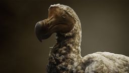 A rendering of a dodo created by Colossal Biosciences. The US biotechnology and genetics company has entered into a partnership with the Mauritian Wildlife Foundation to find a suitable location for its hybrid bird.