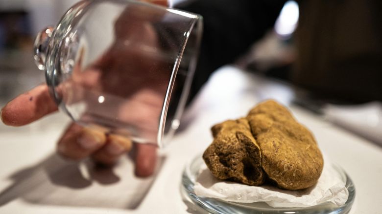 A white truffle is pictured at the truffle fair of Alba, Northwestern Italy, on October 21, 2023. (Photo by Marco BERTORELLO / AFP) (Photo by MARCO BERTORELLO/AFP via Getty Images)