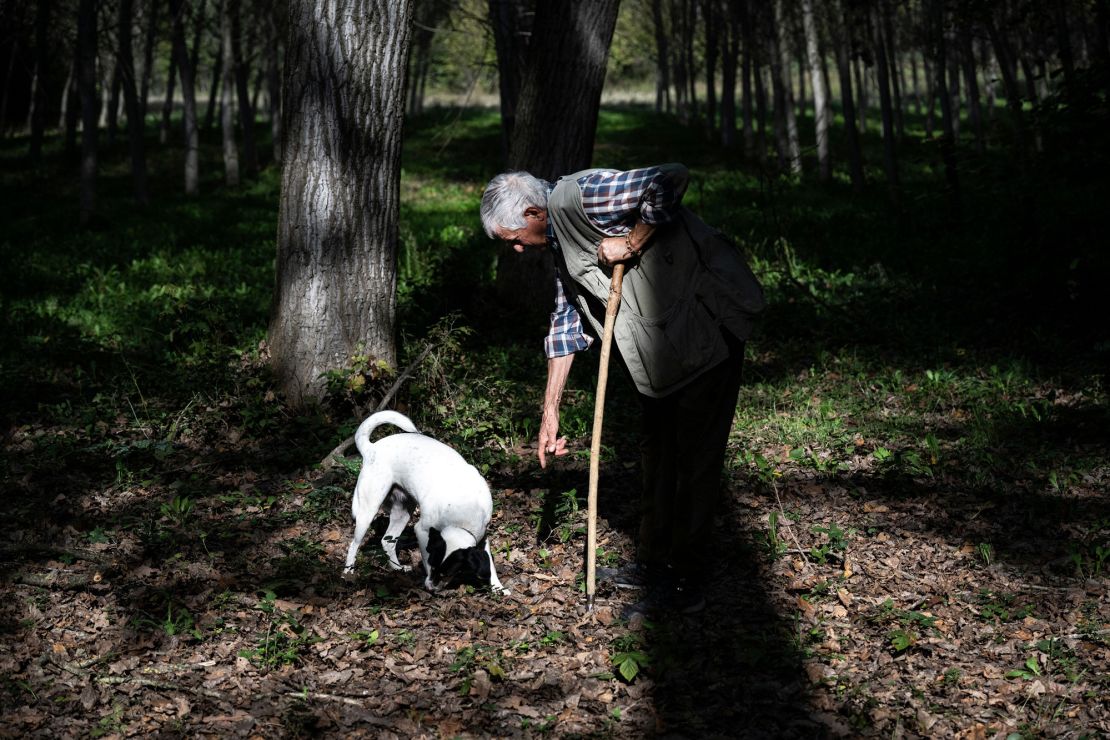 Truffle hunter Ezio and his dog Dora search for white truffles through the Langhe countryside in Monchiero, northwestern Italy, on October 28, 2022. (Photo by MARCO BERTORELLO / AFP) (Photo by MARCO BERTORELLO/AFP via Getty Images)