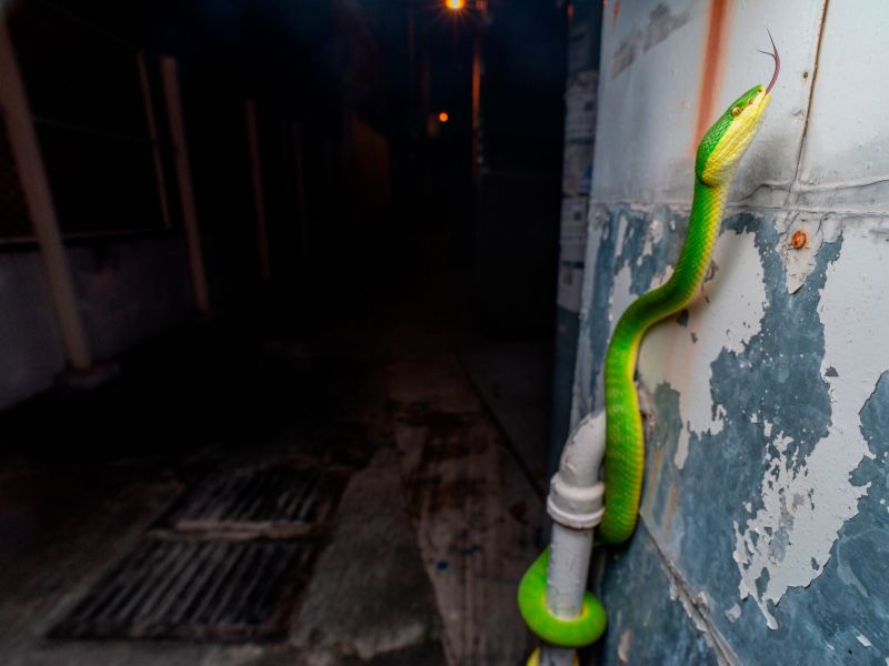 Exploring Hong Kong's Nocturnal Creatures: A Photographer's Perspective