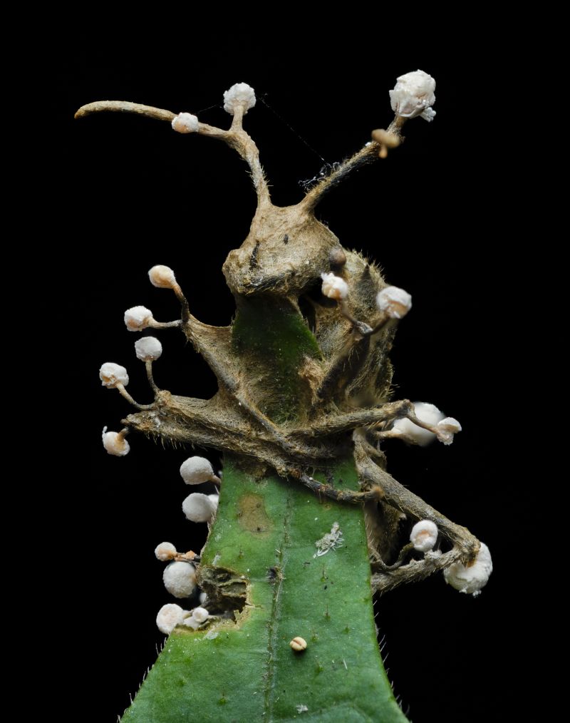 Exploring Hong Kong's Nocturnal Creatures: A Photographer's Perspective