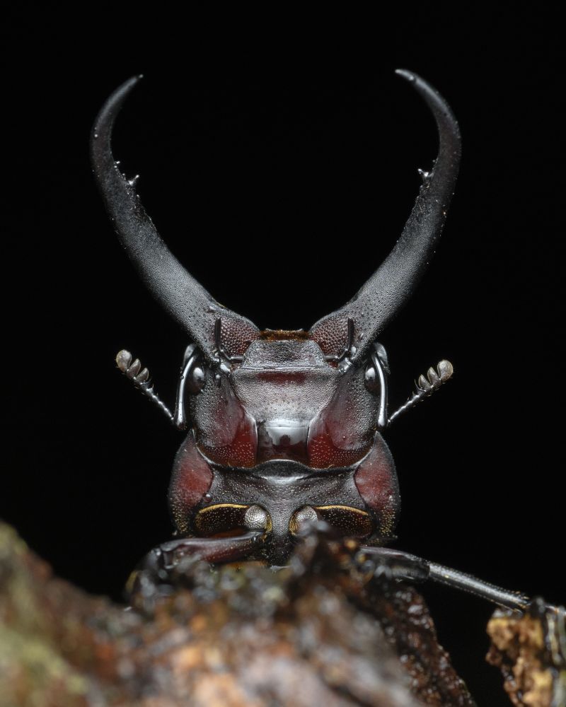 Exploring Hong Kong's Nocturnal Creatures: A Photographer's Perspective