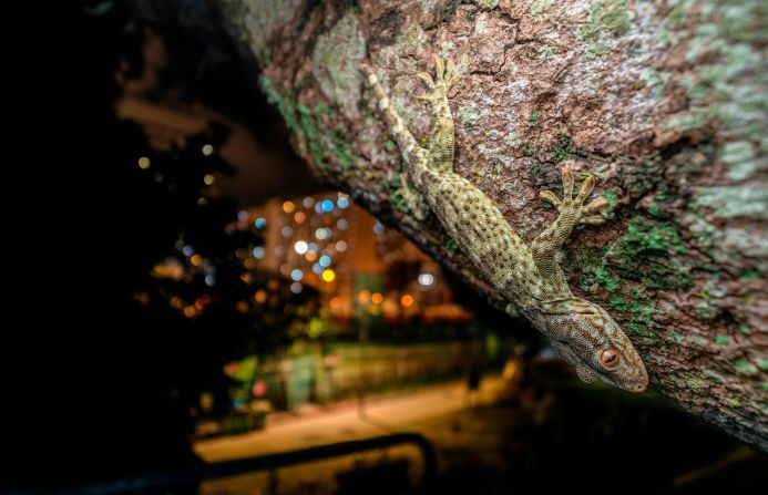 Despite having diverse wildlife, including nocturnal animals like this Reeves's Tokay gecko, biodiversity loss is still an issue for Hong Kong. 