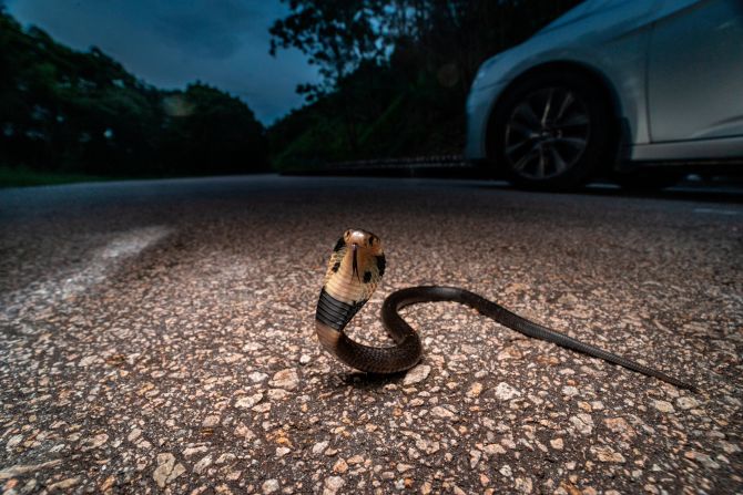 Hong-Kong based wildlife photographer Lawrence Hylton captures images of the city's animal life, often at night. He hopes that photographing snakes, like this Chinese cobra, will change their reputation as being dangerous. "Fear makes people do silly things," he says.