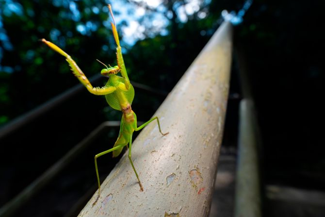 Hong Kong is home to more than 1,000 animal species, including this giant shield mantis. 