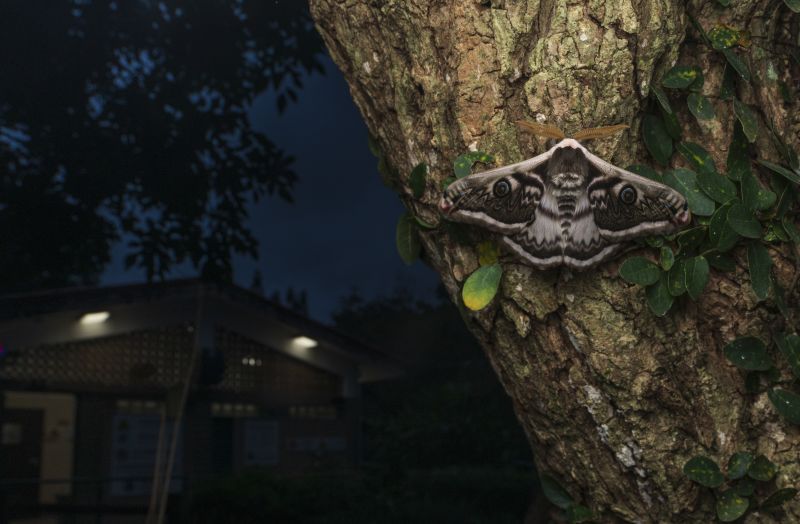 Exploring Hong Kong's Nocturnal Creatures: A Photographer's Perspective