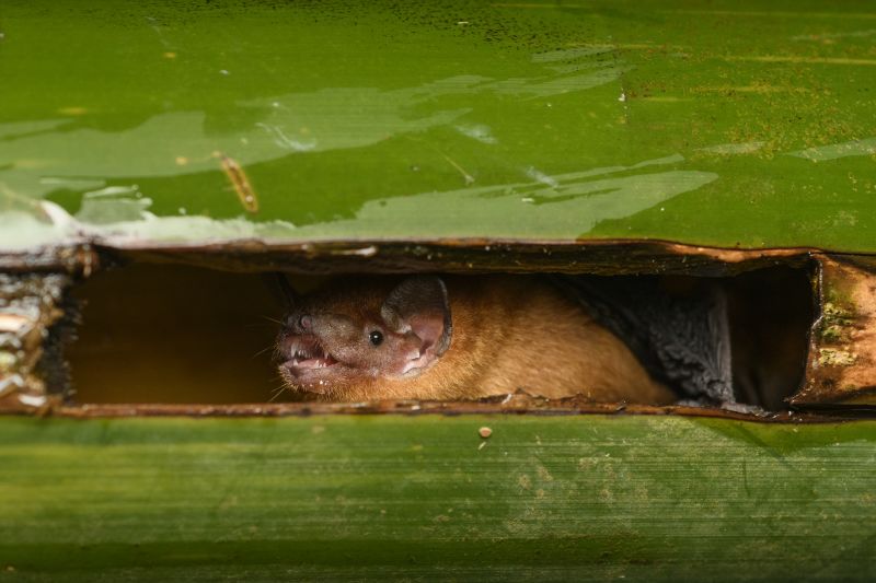 Exploring Hong Kong's Nocturnal Creatures: A Photographer's Perspective