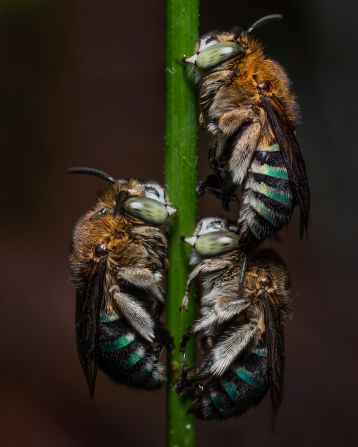 Hylton started photographing wildlife at the age of 17. Now aged 30, he goes on night excursions to capture images like these bees on a grass blade.  