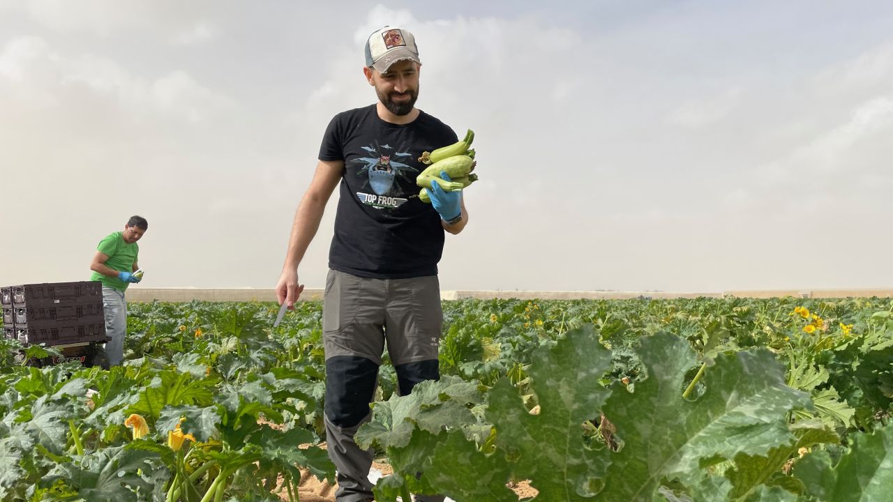 Farm volunteer Danny Parizada picks zucchini just a few kilometers from the border with Gaza.